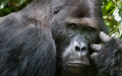 GORILLA REGION UPDATE