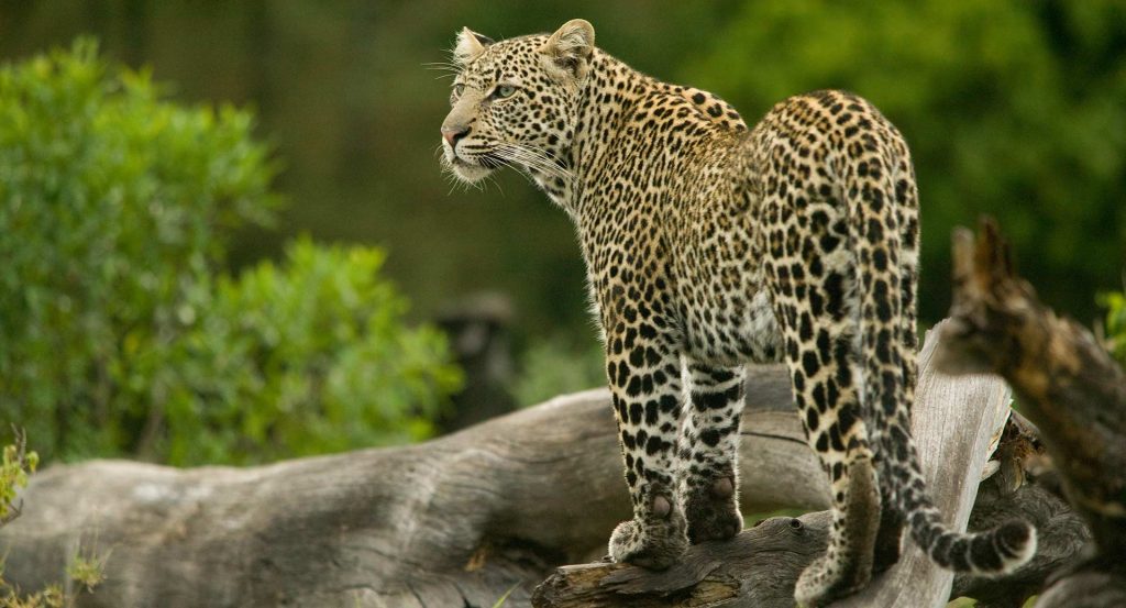 Leopard Introduction leopard - Origins Safaris