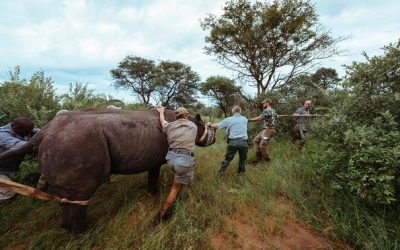 BLACK RHINOS RETURN TO RWANDA AFTER 10 YEARS