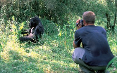 INCREASE ON GORILLA PERMIT TARIFFS