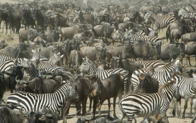 THE WILDEBEEST MIGRATION HAS BEGUN… BOOK NOW!
