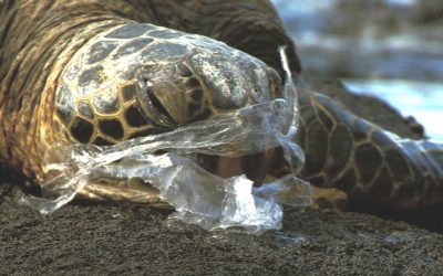 KENYA INTRODUCES BAN ON PLASTIC BAGS