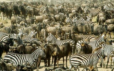 EXPERIENCE THE MAASAI MARA – “THE JEWEL IN THE CROWN OF EAST AFRICA”  – WITH ORIGINS SAFARIS