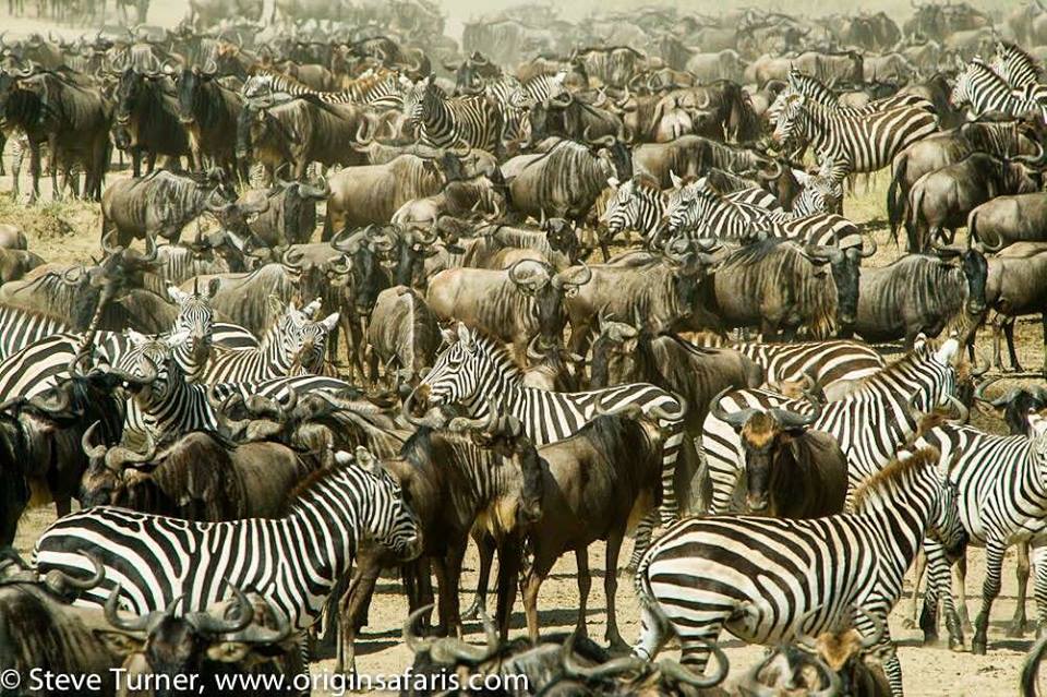 EXPERIENCE THE MAASAI MARA – “THE JEWEL IN THE CROWN OF EAST AFRICA”  – WITH ORIGINS SAFARIS
