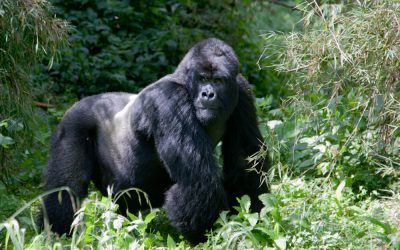 RWANDA GORILLATREKKING: A WILDLIFE EXPERIENCE WORTH EVERY PENNY