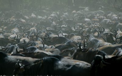 THE GREAT MIGRATION IN THE MAASAI MARA & SERENGETI