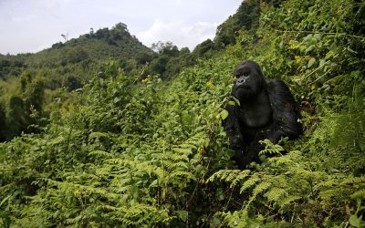 THE GREAT APE ESCAPE WITH ORIGINS SAFARIS