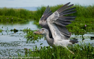 AFRICA’S BEST BIRDING SAFARIS WITH ORIGINS SAFARIS