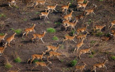 WITNESS THE SECOND LARGEST MIGRATION – THE SUDD MIGRATION – WITH ORIGINS SAFARIS