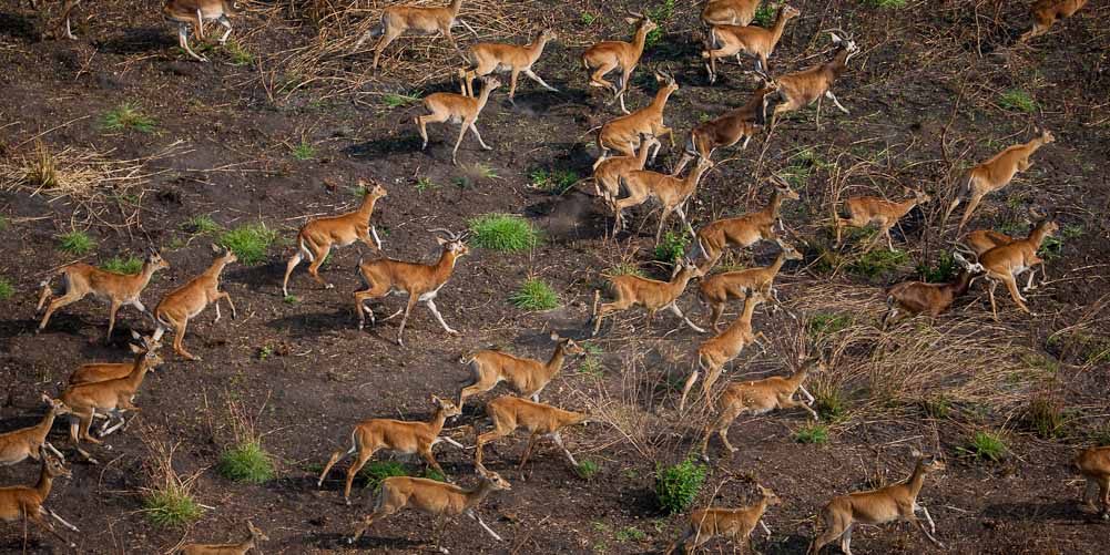WITNESS THE SECOND LARGEST MIGRATION – THE SUDD MIGRATION – WITH ORIGINS SAFARIS