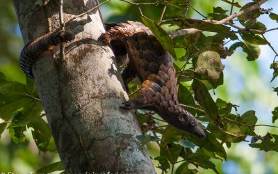 TRAVEL WITH ORIGINS SAFARIS TO DZANGA BAI, RCA – WHERE FEW EXPLORERS VENTURE