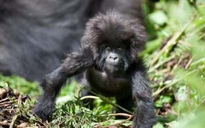 TRAVEL TO RWANDA – ‘LAND OF A THOUSAND HILLS’ – WITH ORIGINS SAFARIS