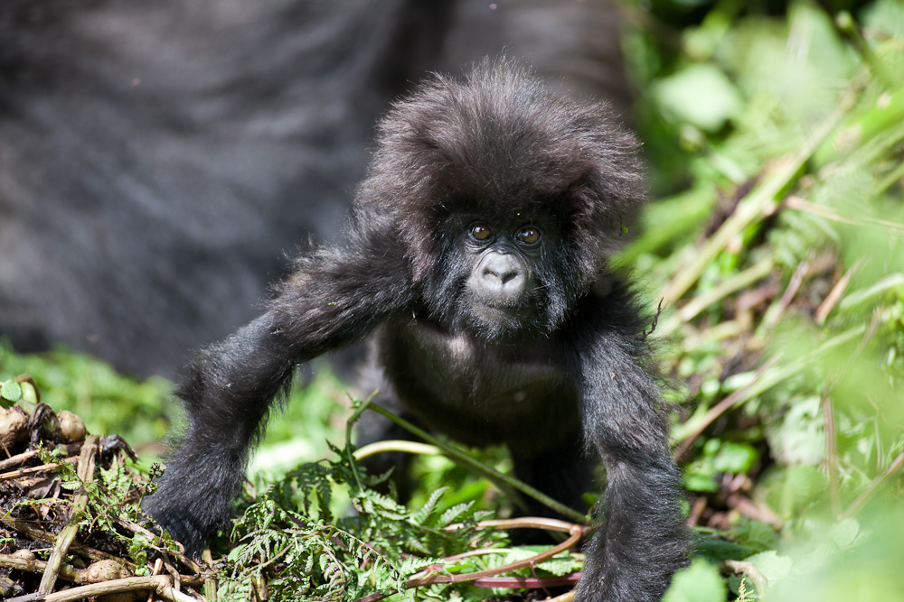 TRAVEL TO RWANDA – ‘LAND OF A THOUSAND HILLS’ – WITH ORIGINS SAFARIS