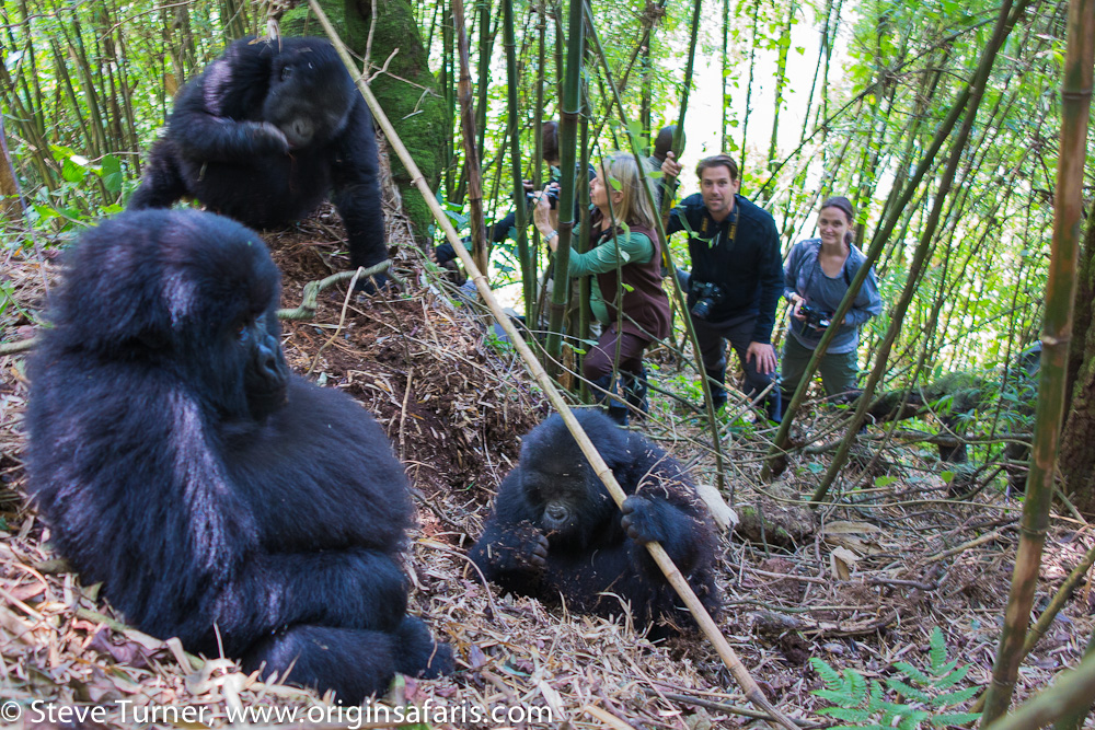 UGANDA INCREASES ITS NUMBER OF GORILLA PERMITS