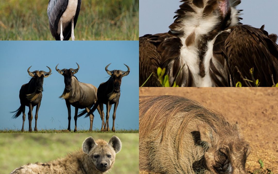 YOU HAVE HEARD OF THE BIG FIVE AND THE SMALL FIVE… BUT HAVE YOU HEARD OF AFRICA’S UGLY FIVE?