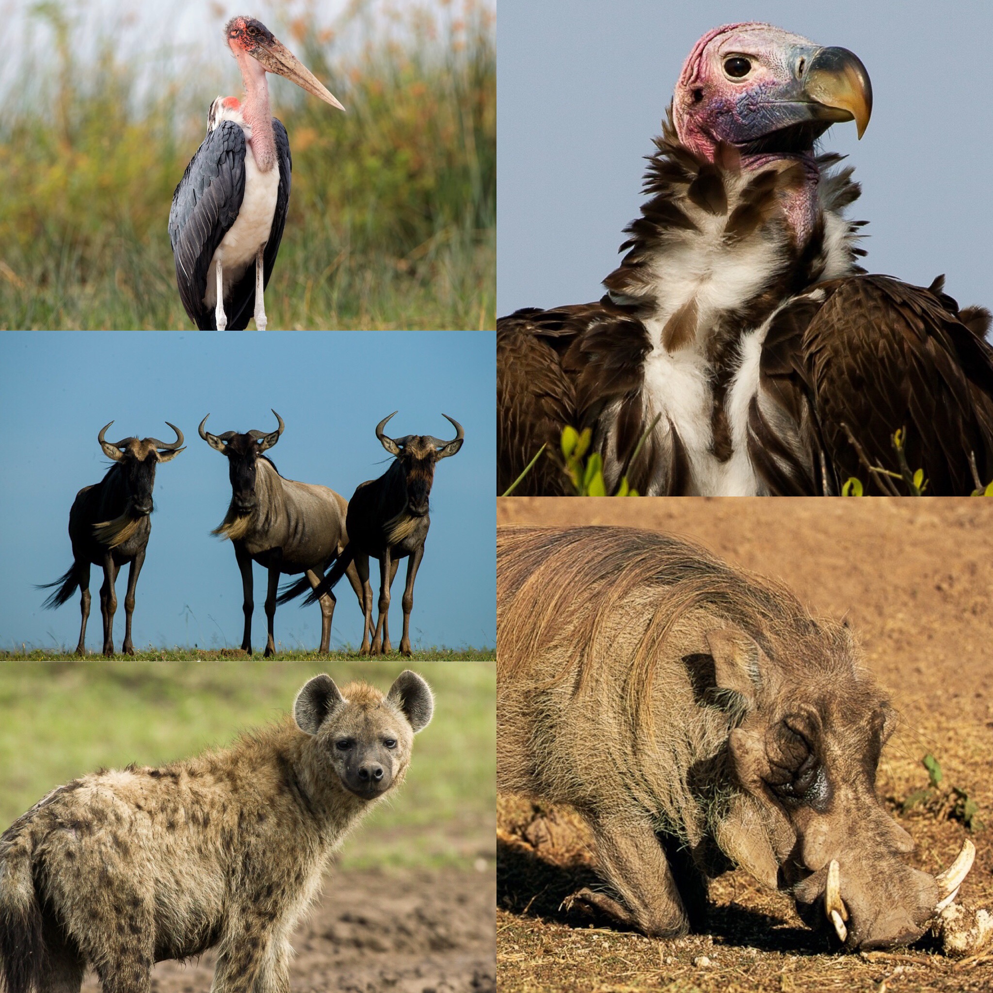 YOU HAVE HEARD OF THE BIG FIVE AND THE SMALL FIVE BUT HAVE YOU HEARD YOU HAVE HEARD OF THE BIG FIVE AND THE SMALL FIVE BUT HAVE YOU HEARD